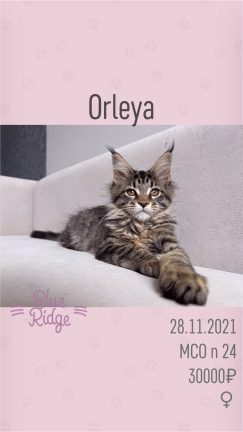 Orleya