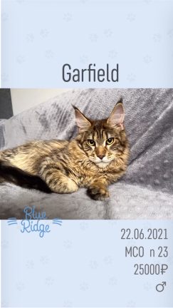 Garfield