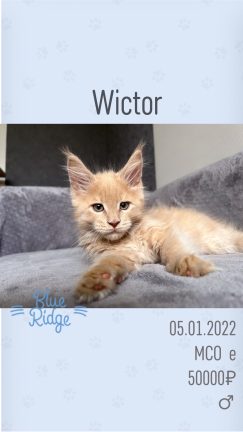 Wictor