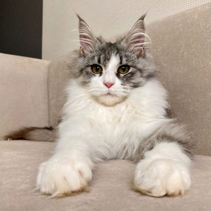Королла