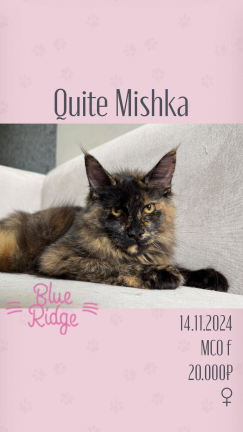 Quiet Mishka