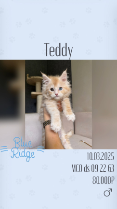 Teddy