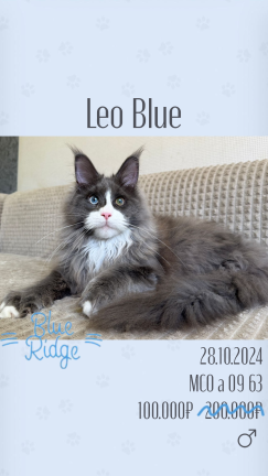 Leo Blue