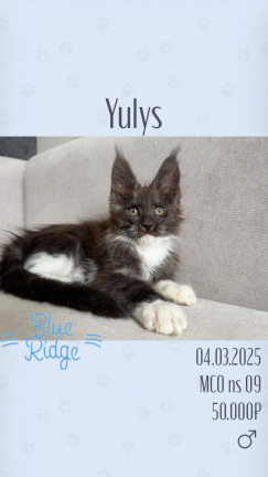Yurge