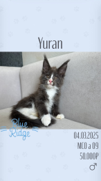 Yuran