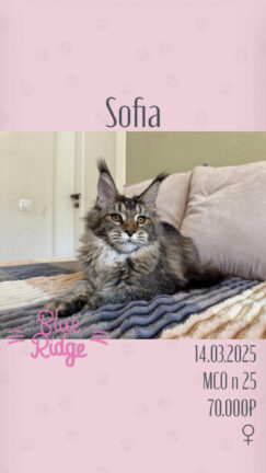Sofia