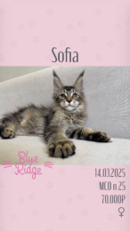 Sofia