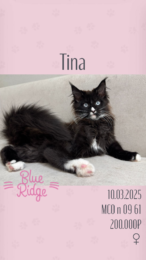 Tina