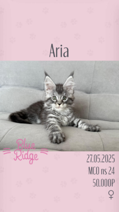 Aria