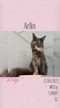 Arlin