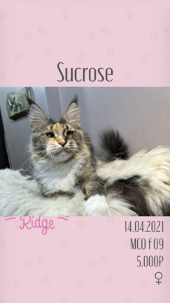 Sucrose