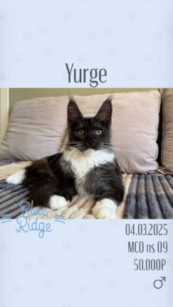 Yurge