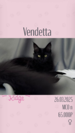 Vendetta