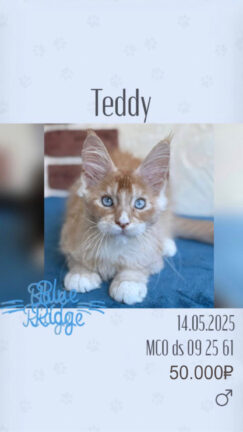 Teddy