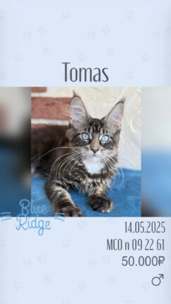 Tomas