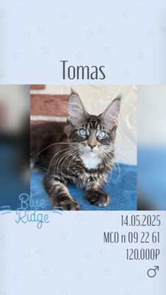 Tomas