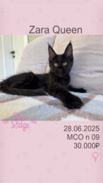 Zara Queen