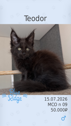 Teodor