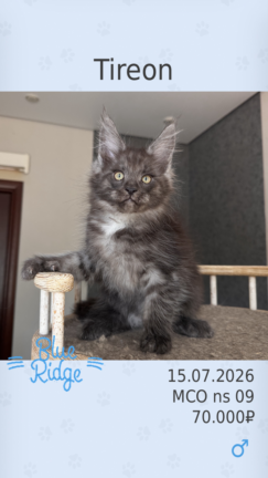 Tireon