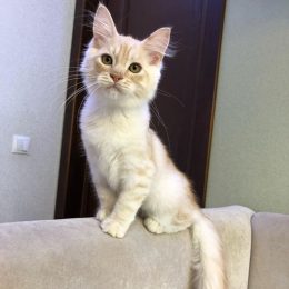 Марвин